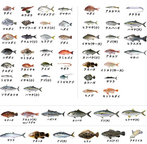 魚種類|魚図鑑から形、地域、大きさ、模様、色で検索